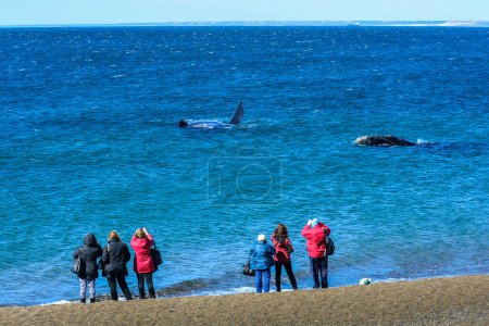 Tourists watching whales, observation from the coast