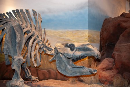 Esqueleto fósil de toxodonte, Patagonia, Argentina.