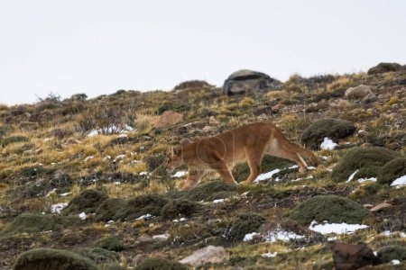 Puma en milieu montagneux, Parc National Torres del Paine, Patagonie, Chili.