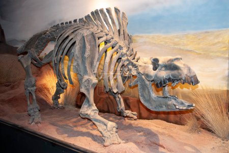 Esqueleto fósil de toxodonte, Patagonia, Argentina.