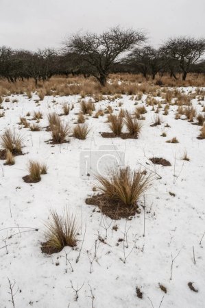 Snowy landscape in Calden Forest environment in La Pampa, Patagonia,  Argentina.
