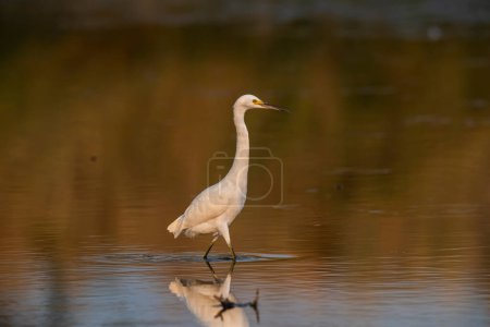 Photo for Snowy Egret, Egretta thula , perched, La Pampa Province, Patagonia, Argentina. - Royalty Free Image