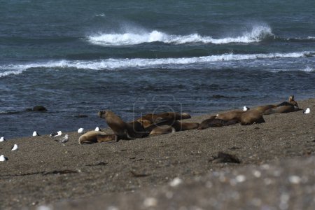 Südamerikanischer Seelöwe (Otaria flavescens) weiblich