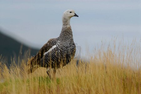 Upland Goose, Chloephaga picta, Tierra del Fuego National Park, Patagonia, Argentina.