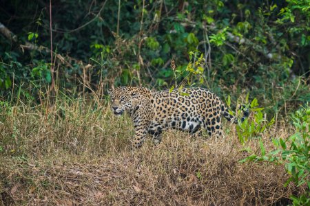 Jaguar in Mato Grosso forest environment,Pantanal,Brazil