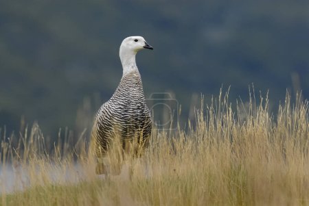 Photo for Upland Goose, Chloephaga picta, Tierra del Fuego National Park, Patagonia, Argentina. - Royalty Free Image