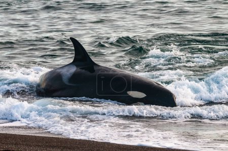 Téléchargez les photos : Killer Whale, Orca, hunting a sea lion pup, Peninsula Valdes, Patagonia Argentina - en image libre de droit