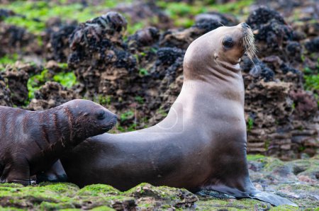 Mother and Baby  Sea Lion, Peninsula Valdes, Chubut Province Patagonia Argentina