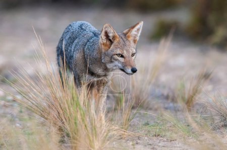 Pampas Grauer Fuchs in der Grasumgebung der Pampa, Provinz La Pampa, Patagonien, Argentinien.