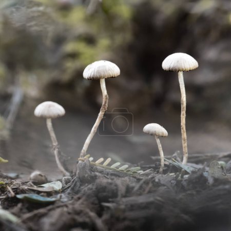 Fungus on the Calden Forest soil, La Pampa Province, Patagonia, Argentina.