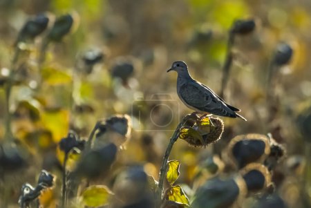 Photo for Eared Dove,Zenaida auriculata , Calden forest, La Pampa Province, Patagonia,, Argentina. - Royalty Free Image