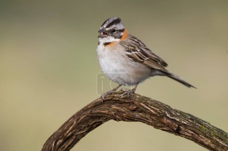 Photo for Rufous collared Sparrow, Zonotrichia capensis, Calden forest, La Pampa , Argentina - Royalty Free Image