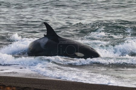 Téléchargez les photos : Killer Whale, Orca, hunting a sea lion pup, Peninsula Valdes, Patagonia Argentina - en image libre de droit