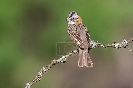 Rufous collared Sparrow, Zonotrichia capensis, Calden forest, La Pampa , Argentina