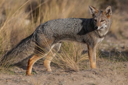 South American gray fox, Lycalopex griseus, Peninsula Valdes, Chubut Province, Patagonia, Argentina.