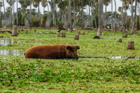 Foto de Paisaje de Cerdo en Palmeras en La Estrella Marsh, Formosa, Argentina. - Imagen libre de derechos