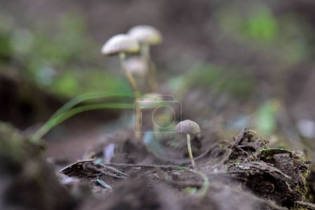 Fungus on the Calden Forest soil, La Pampa Province, Patagonia, Argentina.