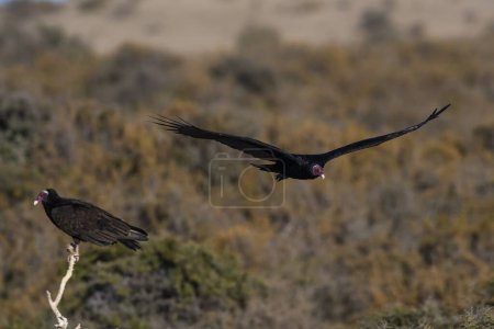 Turkey Vulture, ,planning in flight, Patagonia, Argentina