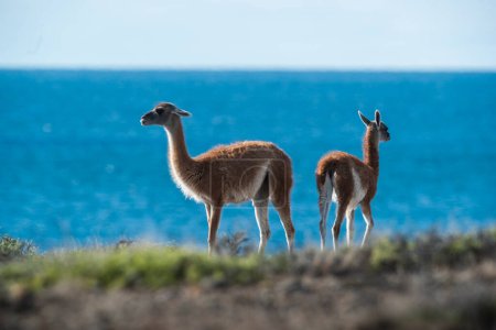 Mother and baby Guanaco, Peninsula Valdes, Chubut Province, Patagonia, Argentina.