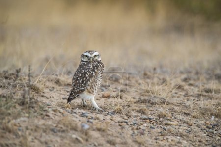 Burrowing Owl, Peninsula Valdes, Chubut Province, Patagonia, Argentina