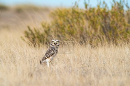Foto de Burrowing Owl, Peninsula Valdes, Chubut Province, Patagonia, Argentina - Imagen libre de derechos