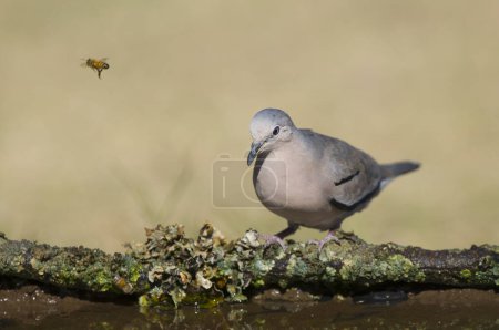 Picui Ground Dove,  Columbina picui, Calden forest, La Pampa, Argentina