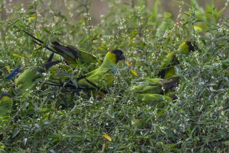 Téléchargez les photos : Black hooded parakeet, Aratinga nenday,La Estrella Marsh, Formosa Province,  Argentina. - en image libre de droit