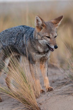 South American gray fox, Lycalopex griseus, Peninsula Valdes, Chubut Province, Patagonia, Argentina.
