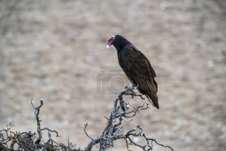 Turkey Vulture, perched, Peninsula Valdes, Patagonia Argentina.