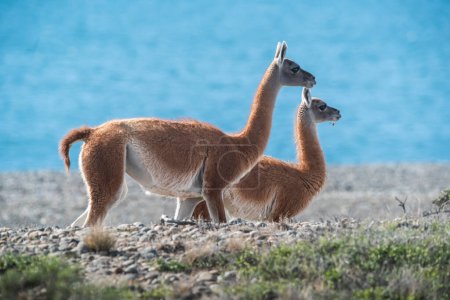 Mother and baby Guanaco, Peninsula Valdes, Chubut Province, Patagonia, Argentina.