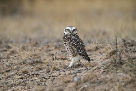 Foto de Burrowing Owl, Peninsula Valdes, Chubut Province, Patagonia, Argentina - Imagen libre de derechos