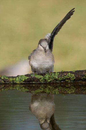 Foto de Picui Ground Dove,  Columbina picui, Calden forest, La Pampa, Argentina - Imagen libre de derechos