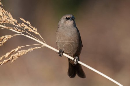 Bay winged Cowbird in Calden forest environment, La Pampa Province, Patagonia, Argentina.