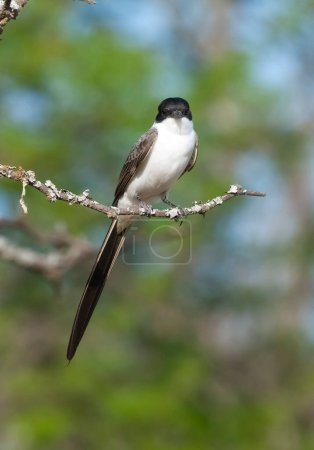 Fork tailed Flycatcher perched in forest, La Pampa Province, Patagonia, Argentina.