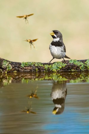 Double collared Seedeater and wasp, Sporophila caerulescens, La Pampa Province, Patagonia, Argentina.