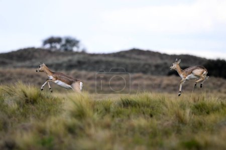 Blackbuck Antelope saltando en ambiente llano pampeano, provincia de La Pampa, Argentina