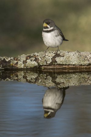 Double collared Seedeater , Sporophila caerulescens, La Pampa Province, Patagonia, Argentina.