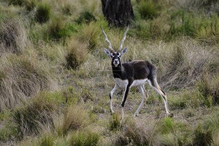 Blackbuck Antelope en ambiente llano pampeano, provincia de La Pampa, Argentina