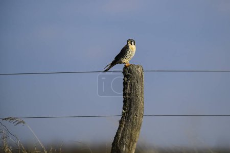 American Kestrel, Falco sparverius, Provincia de La Pampa, Patagonia, Argentina.