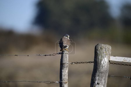 Amerikanischer Turmfalke, Falco sparverius, Provinz La Pampa, Patagonien, Argentinien.