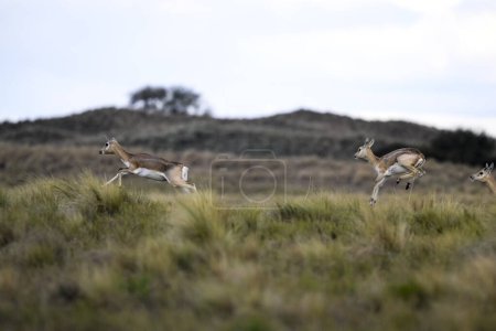 Schwarzbockantilope in der Ebene der Pampa, Provinz La Pampa, Argentinien