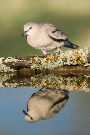 Foto de Picui Ground Dove,  Columbina picui, Calden forest, La Pampa, Argentina - Imagen libre de derechos