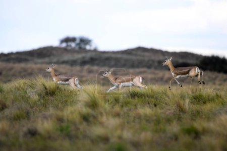 Blackbuck Antelope jumping in Pampas plain environment, La Pampa province, Argentina