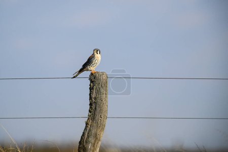 American Kestrel,  Falco sparverius, La Pampa Province, Patagonia, Argentina.