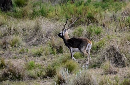 Schwarzbockantilope in der Ebene der Pampa, Provinz La Pampa, Argentinien