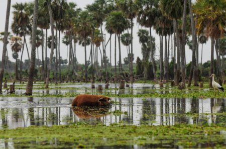 Pig in Palms paysage dans le marais de La Estrella, province de Formosa, Argentine.
