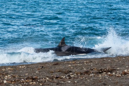 Killer Whale, Orca, hunting a sea lion pup, Peninsula Valdes, Patagonia Argentina