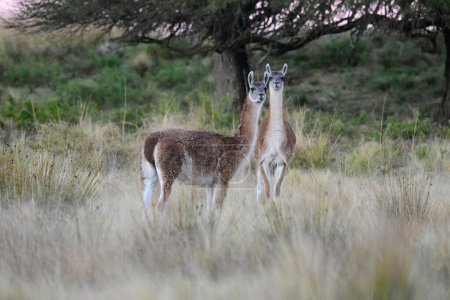 Guanacos in der Grasumgebung der Pampa, La Pampa, Patagonien, Argentinien.