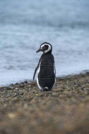 Foto de Magellanic penguin, Caleta Valdes, peninsula Valdes, Chubut Province, Patagonia Argentina - Imagen libre de derechos