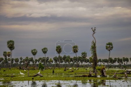 Paysage de palmiers dans le marais de La Estrella, province de Formosa, Argentine.